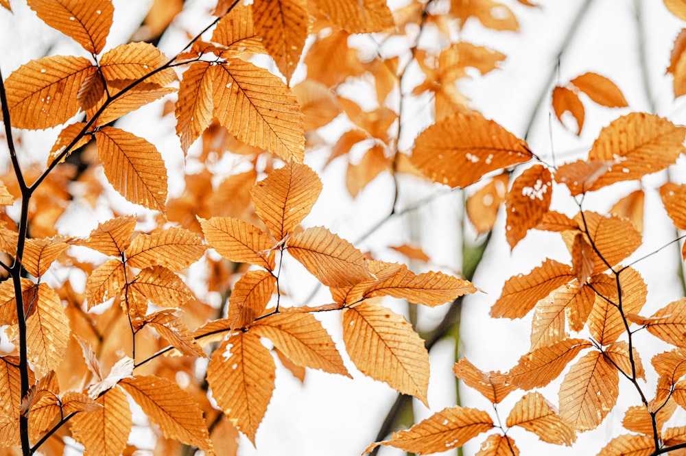 a close up of a tree with orange leaves