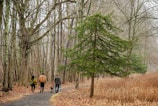 a group of people walking down a path in the woods