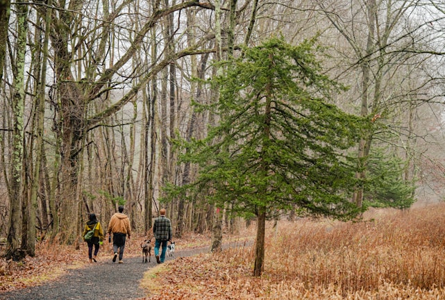 a group of people walking down a path in the woods