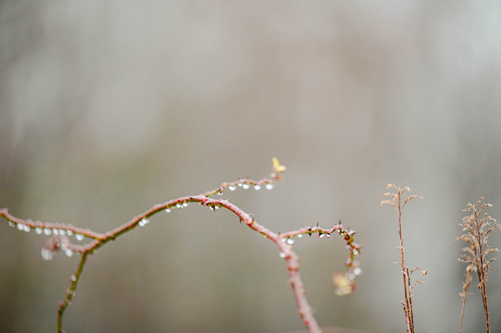 a close up of a branch with water drops on it