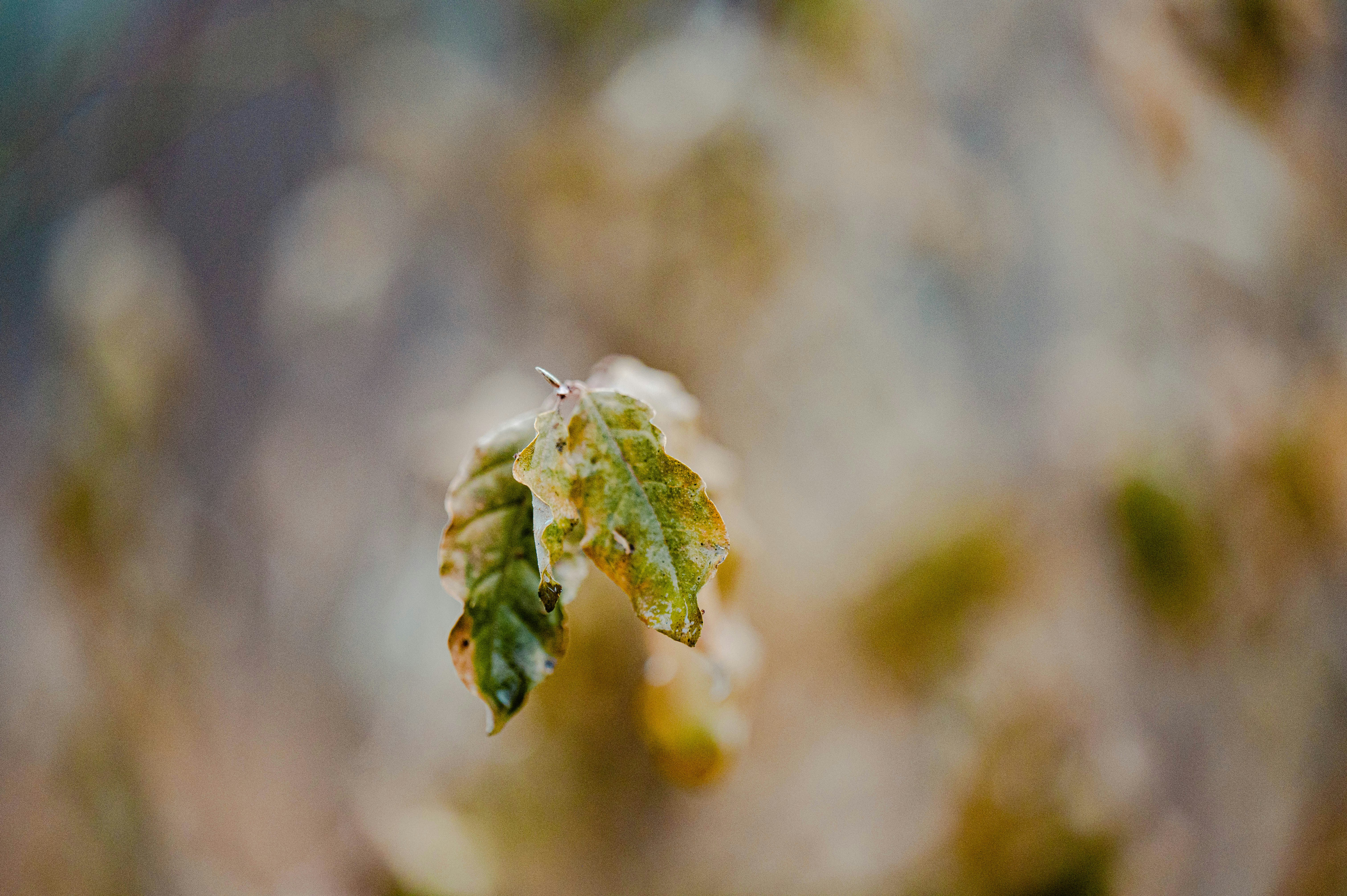 a close up of a leaf on a tree