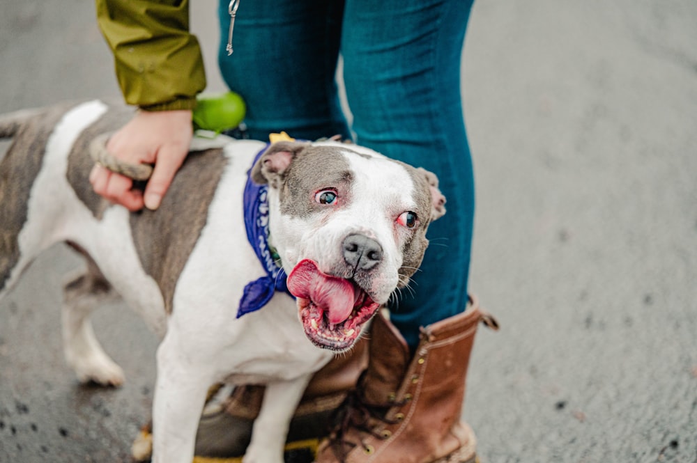 a dog with its tongue hanging out standing next to a person