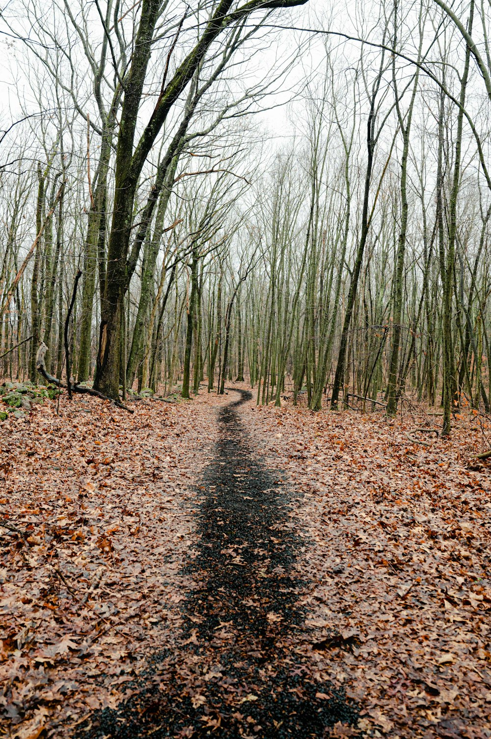 a path in the middle of a leaf covered forest