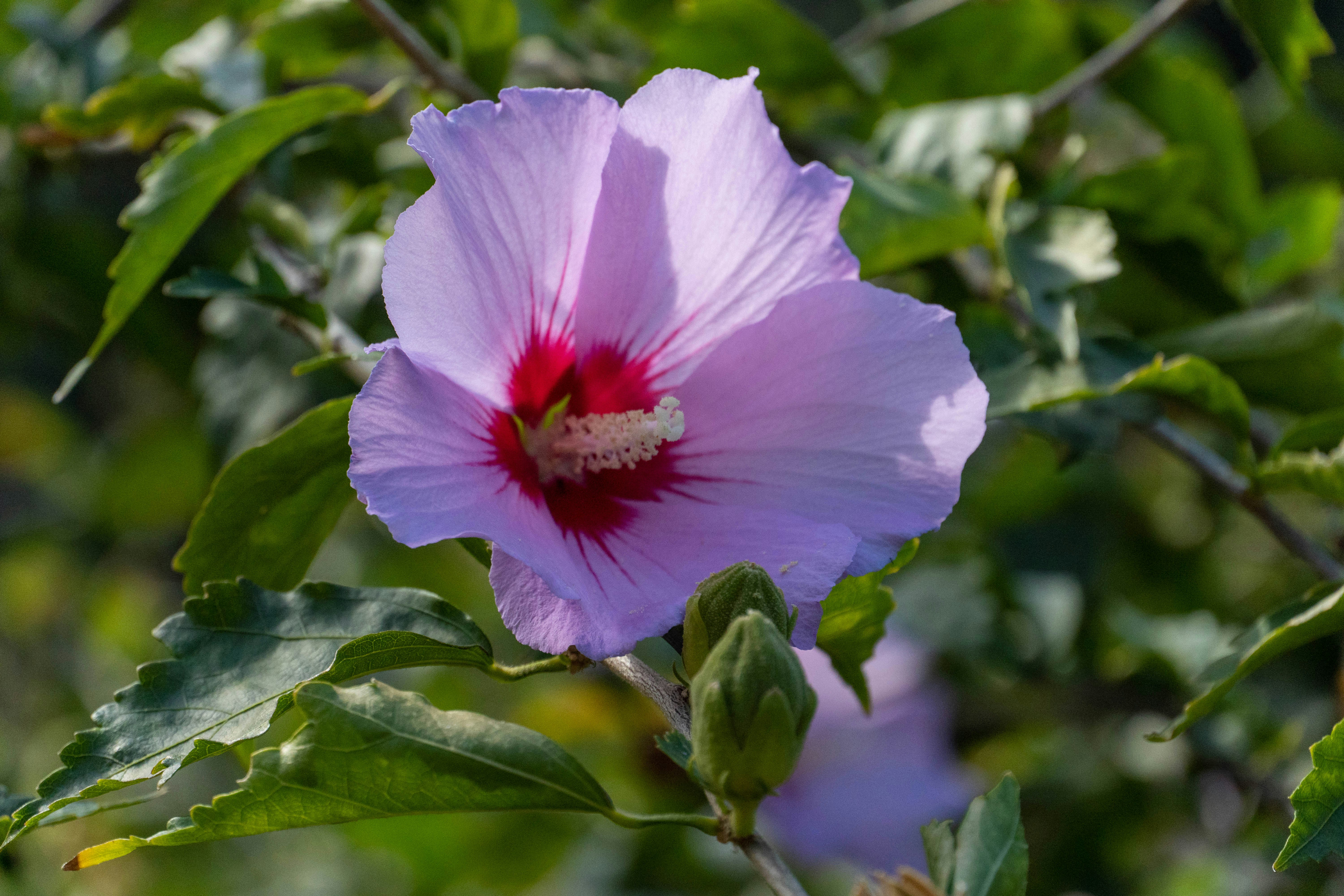 Photo by lostillusion