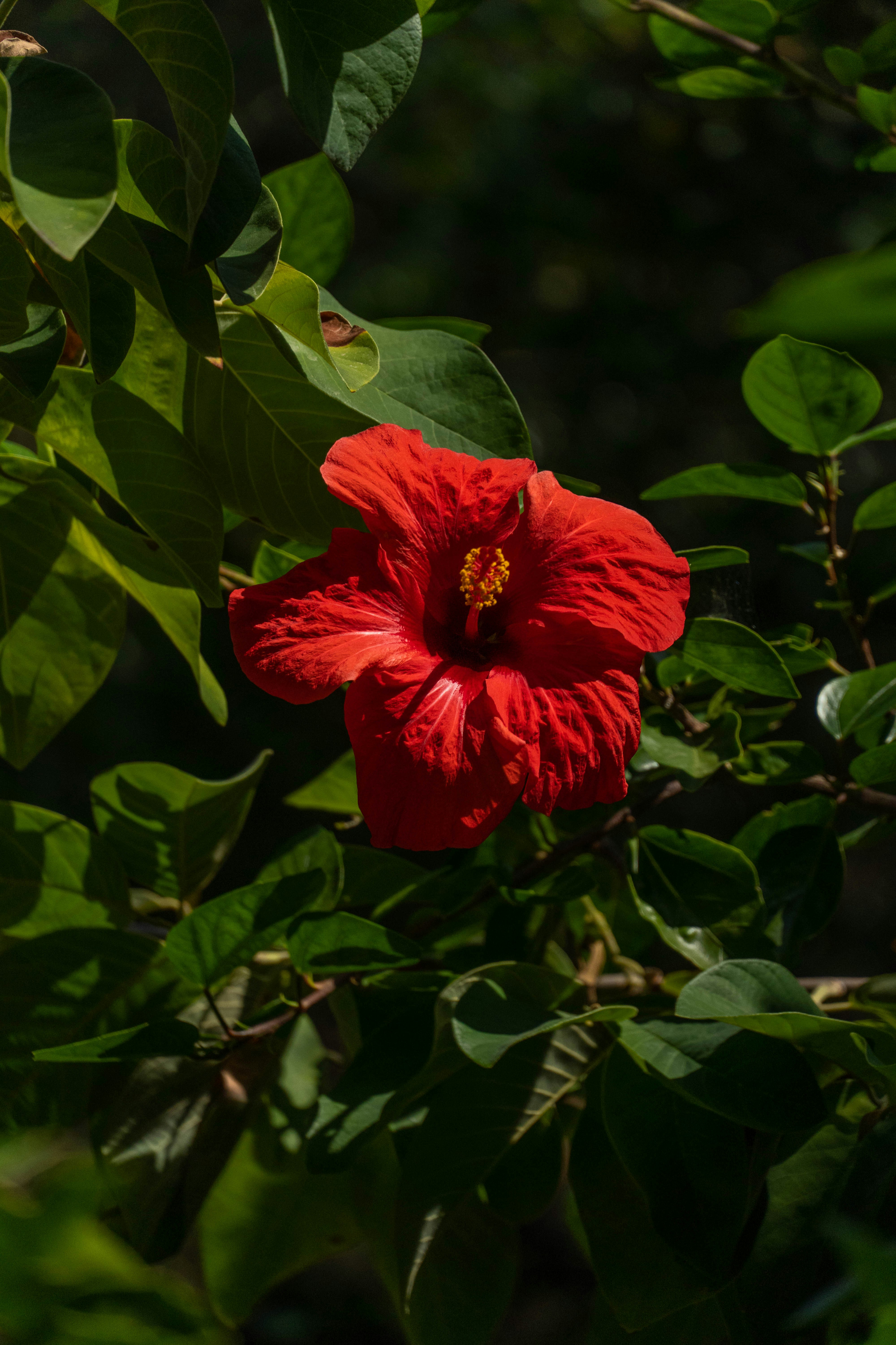 Photo by lostillusion