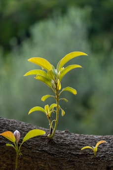 A young sapling with bright green leaves grows on a textured, dark brown tree branch. The background is softly blurred with shades of green, creating a natural and serene setting.