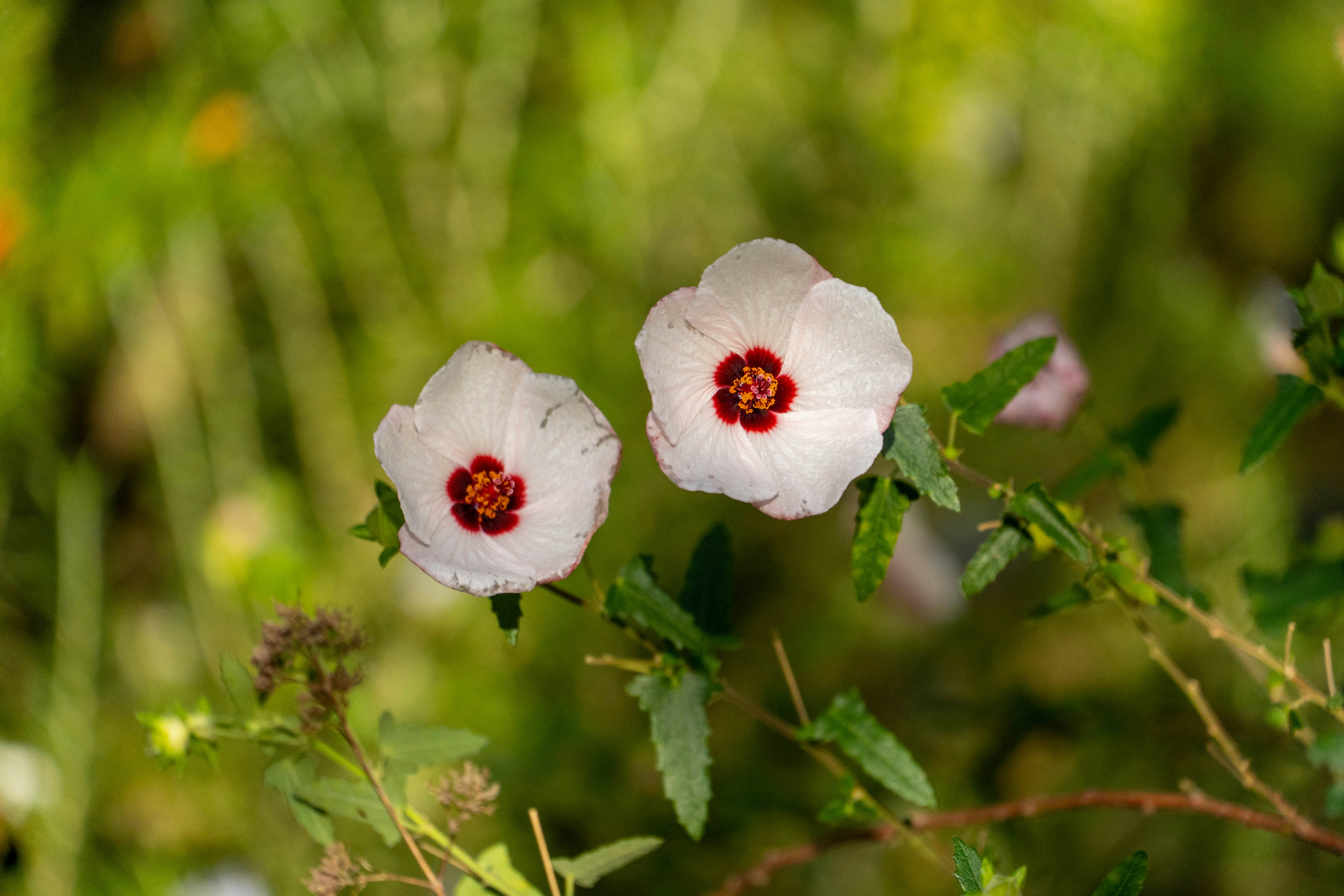 Two white flowers with red centers on a branch photo Free Plant Image