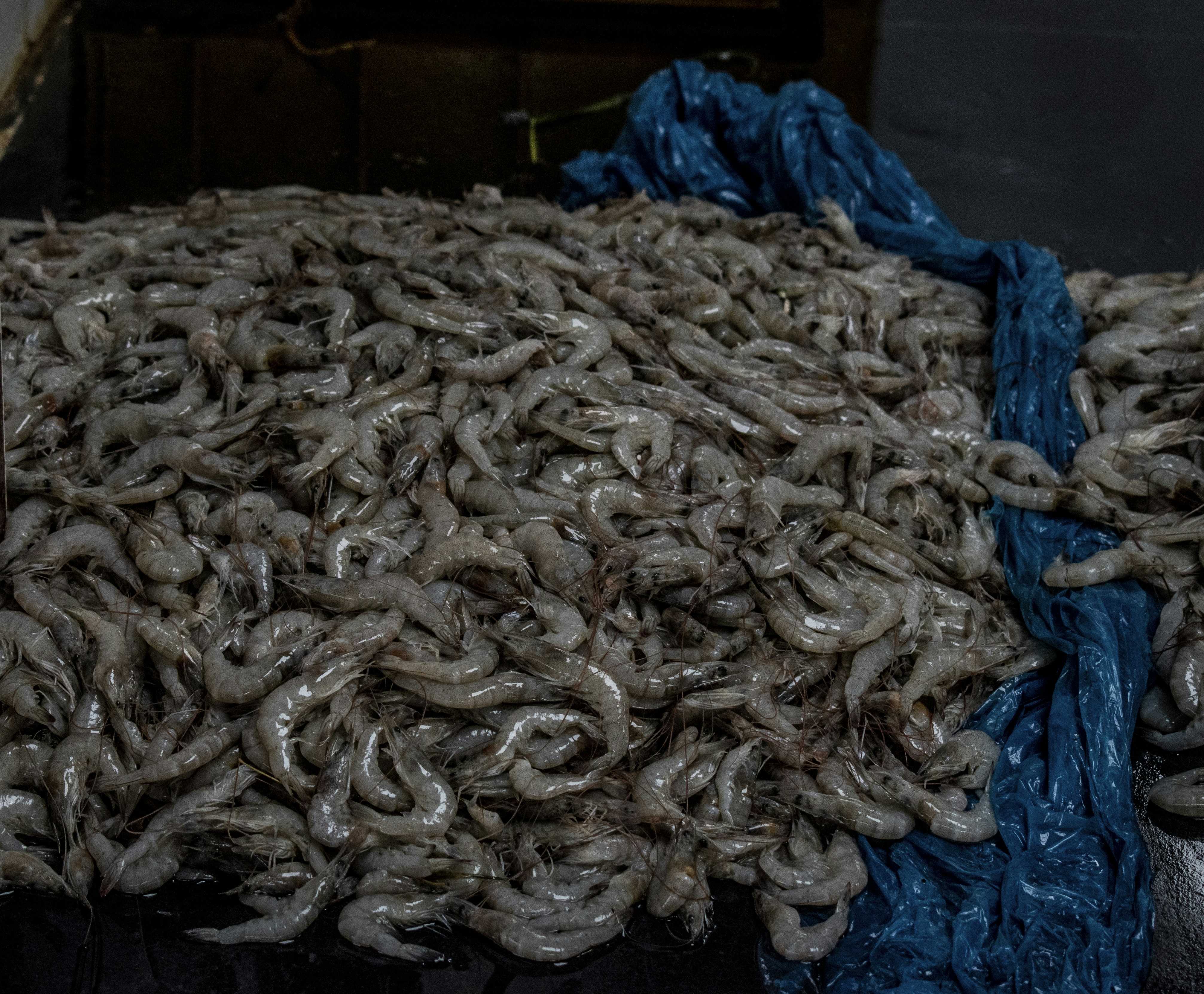 a pile of shrimp sitting on top of a table