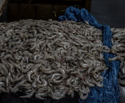 a pile of shrimp sitting on top of a table