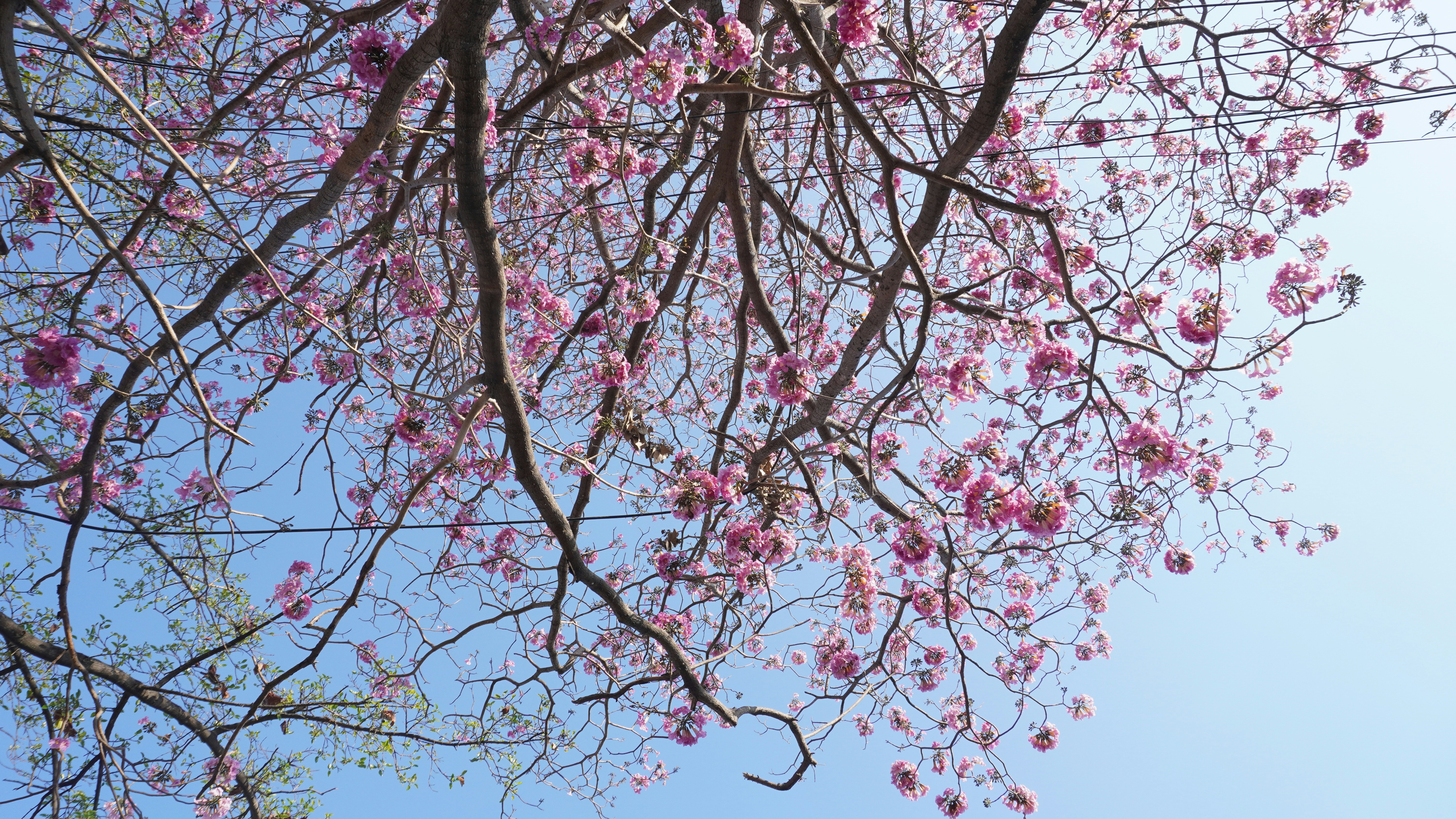 Photo by pavitra_baxi