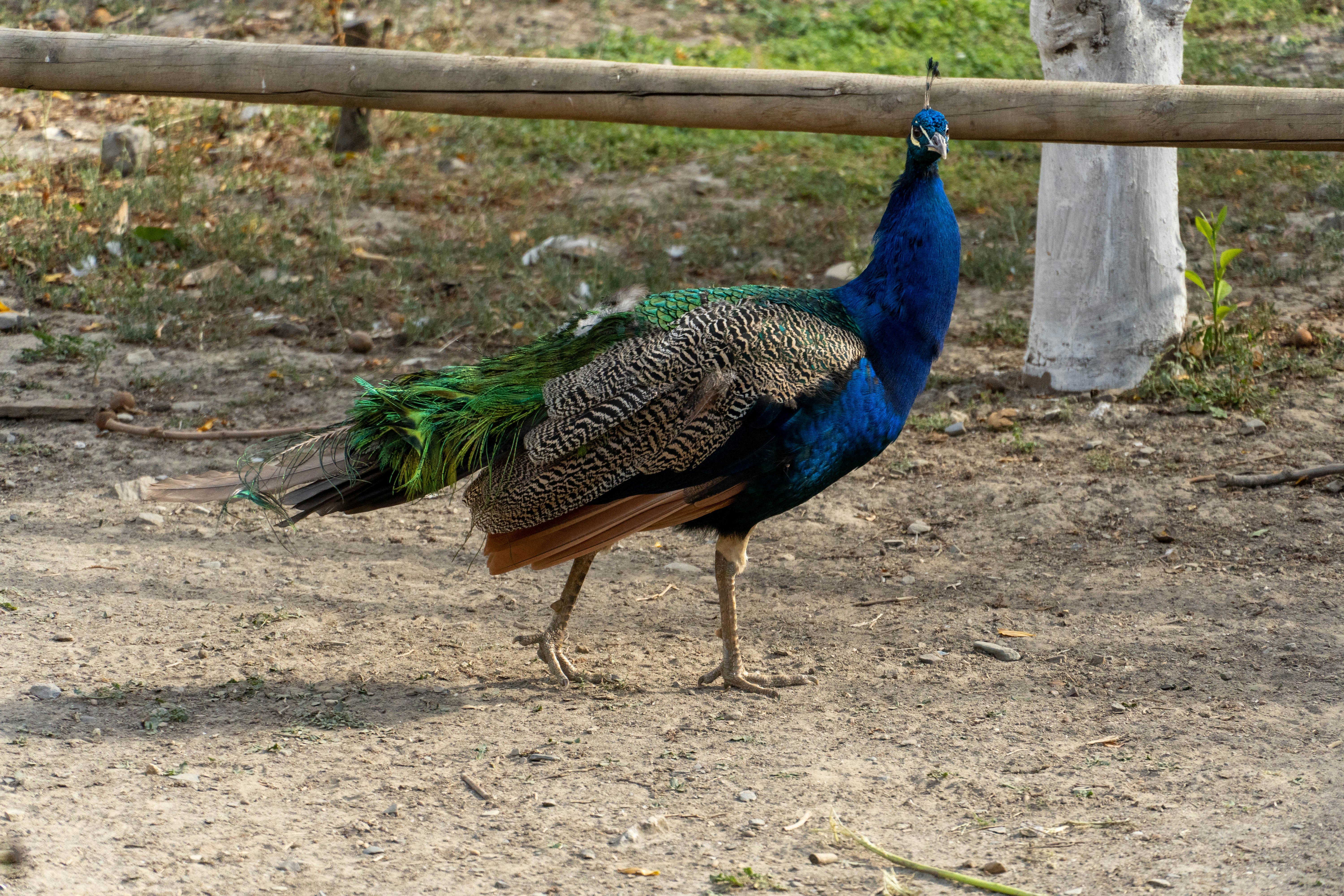 Photo by lostillusion