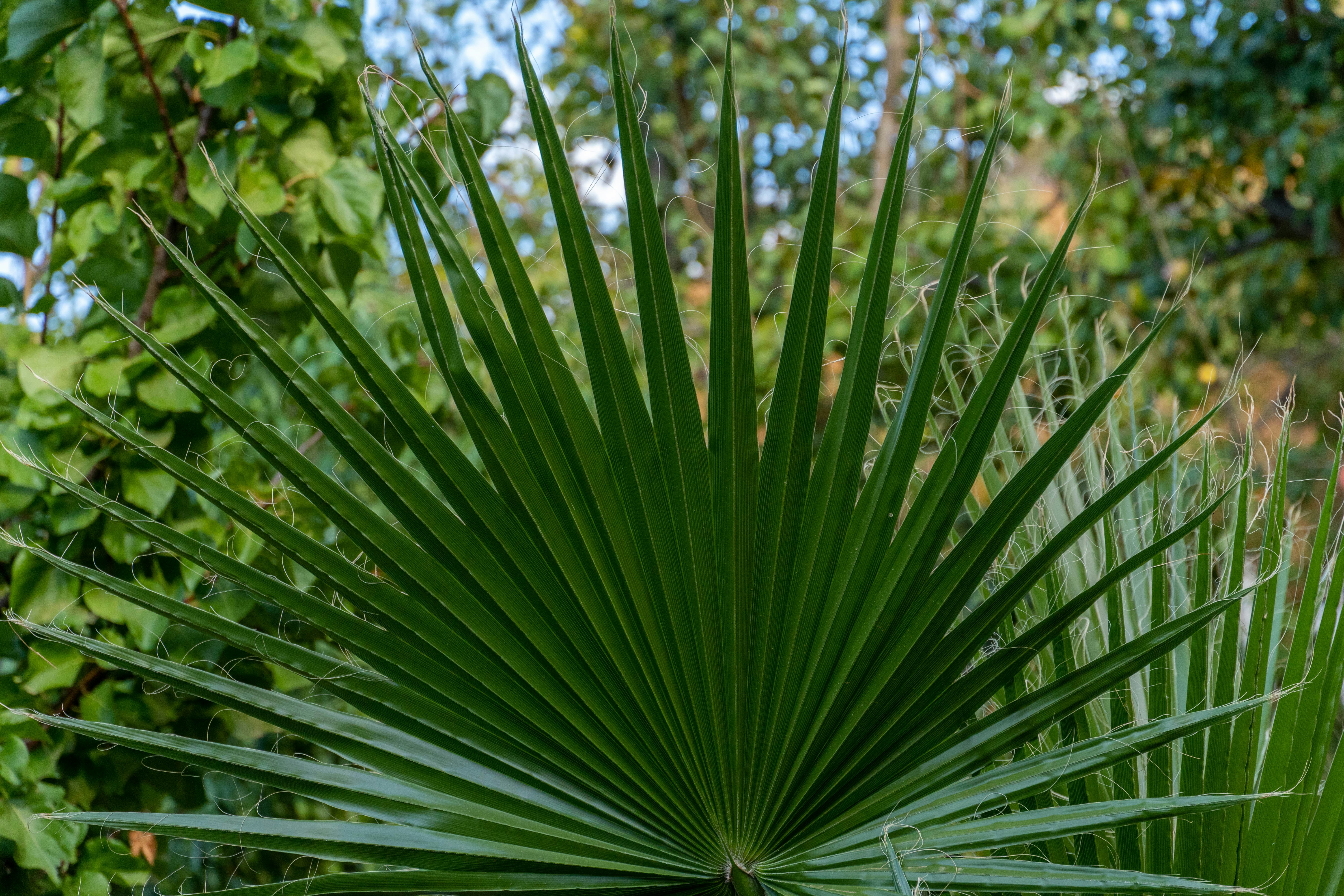 Photo by lostillusion