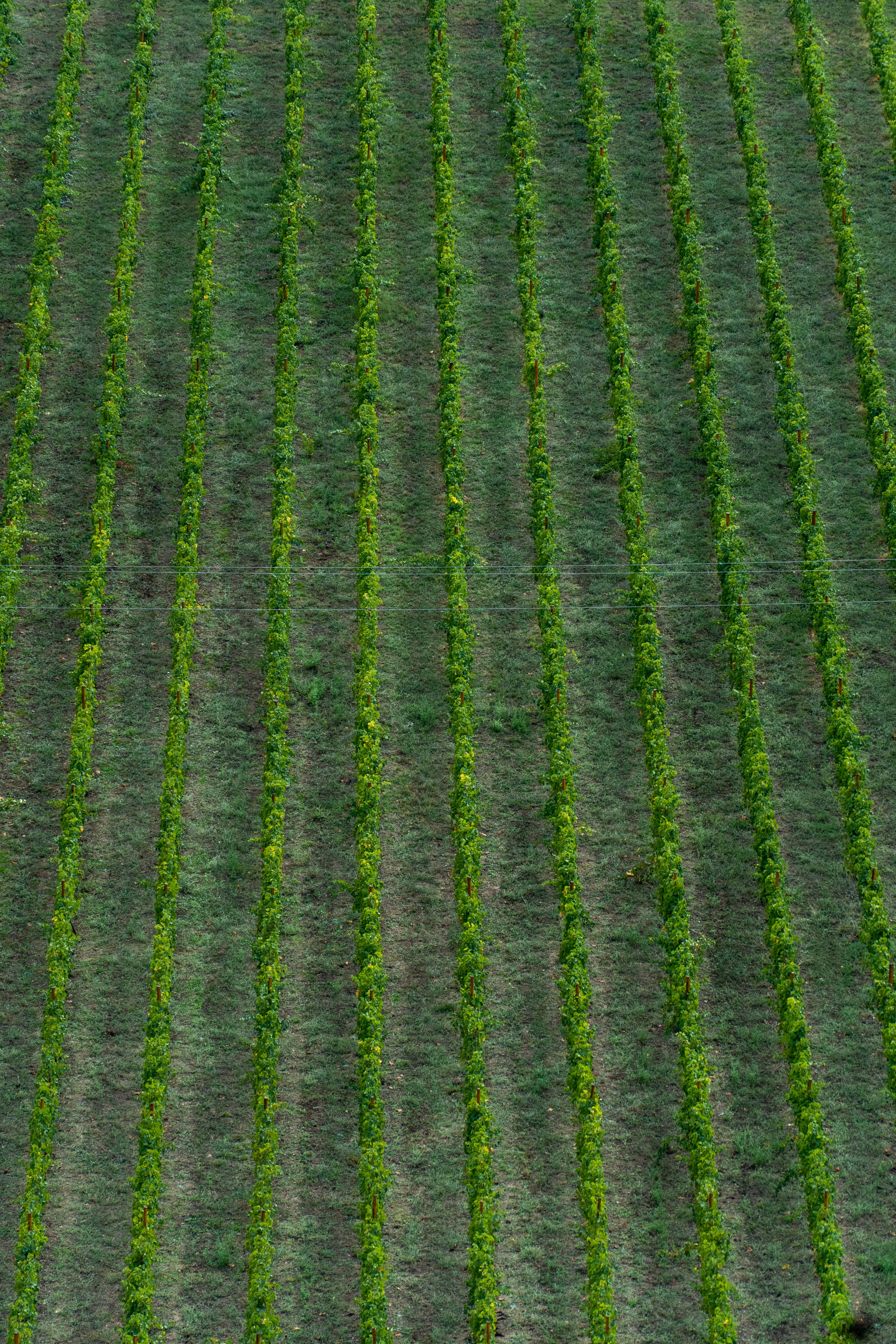 Photo by lostillusion