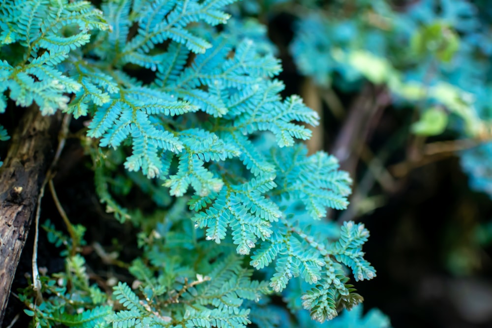 a close up of a plant with green leaves