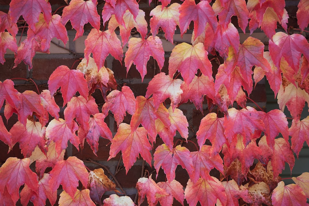 a bunch of red and yellow leaves on a tree