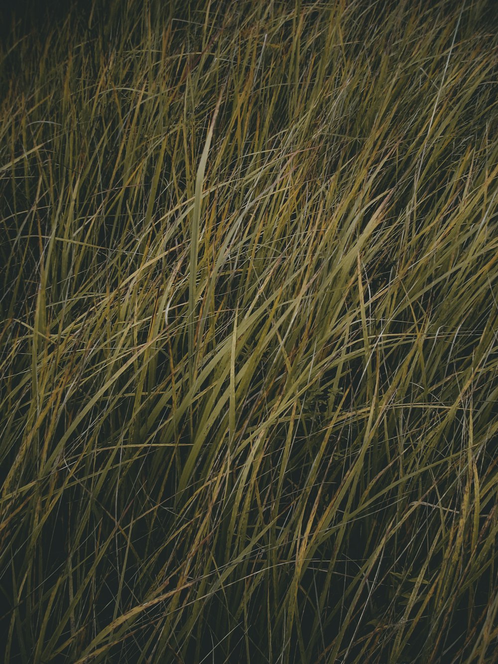 a close up of a bunch of tall grass
