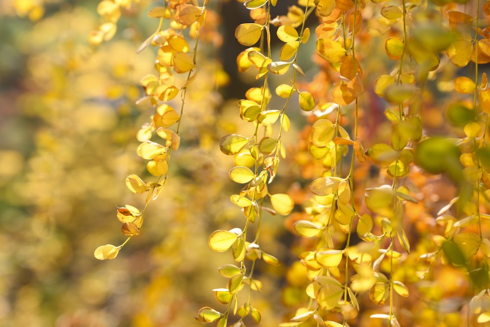 a bunch of yellow flowers hanging from a tree