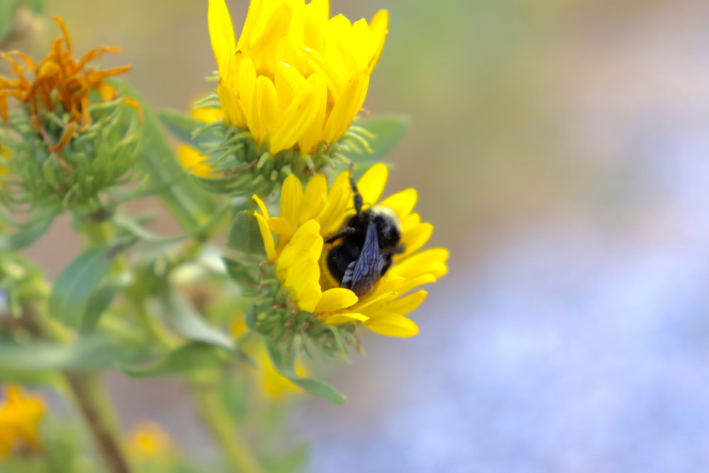 a bee is sitting on a yellow flower