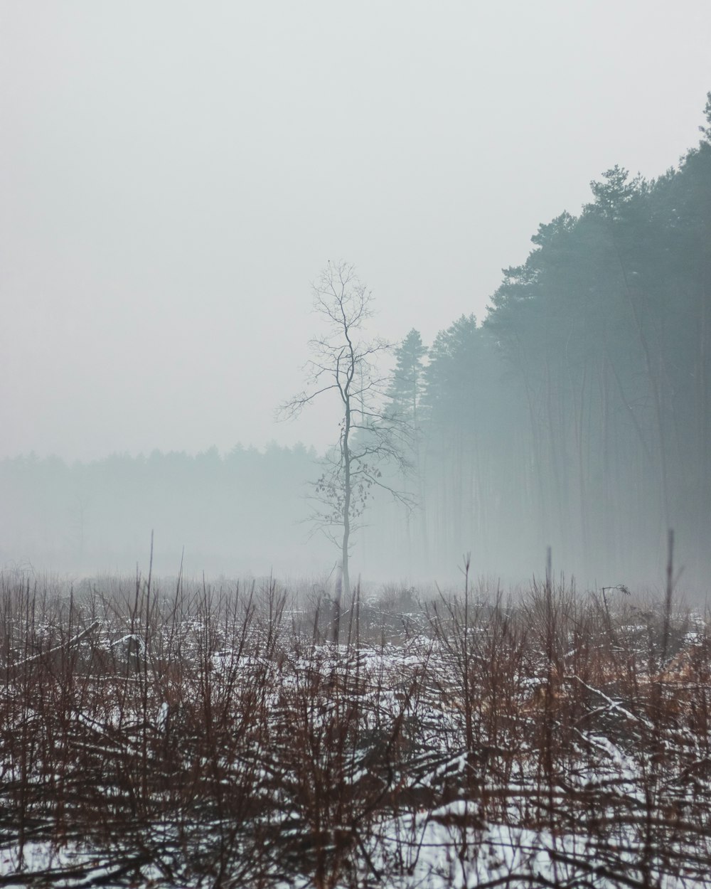 a foggy forest filled with lots of trees