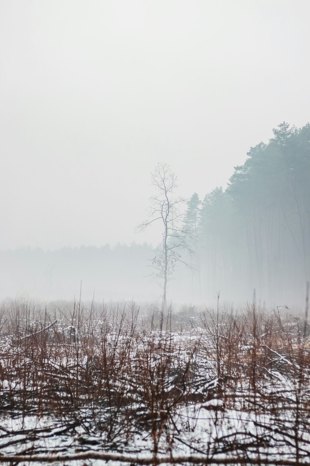 a foggy field with a lone tree in the distance