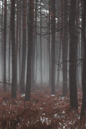 a forest filled with lots of trees covered in snow