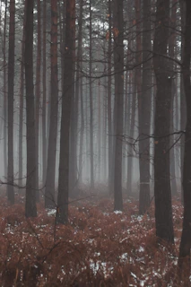 a forest filled with lots of trees covered in snow