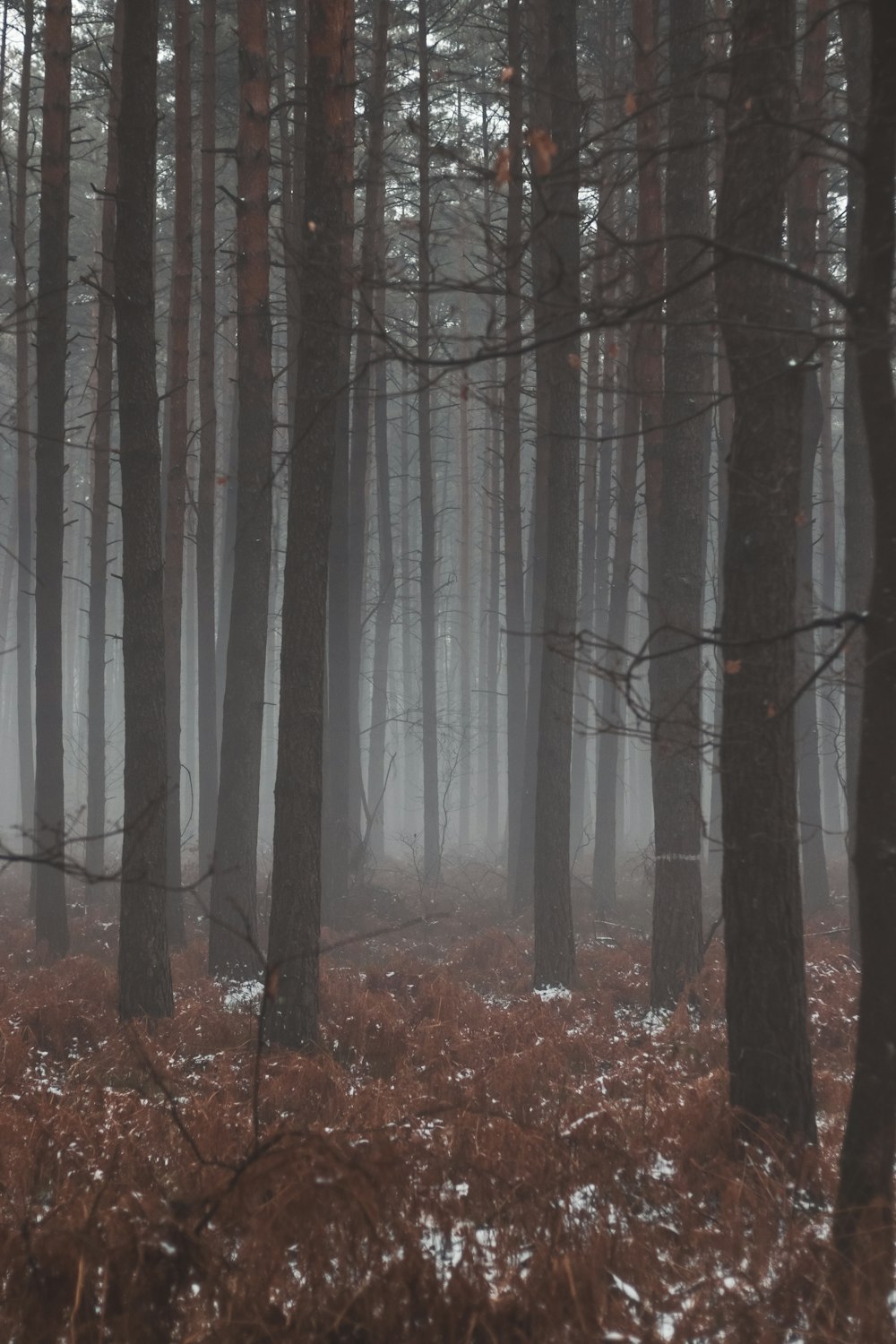 a forest filled with lots of trees covered in snow