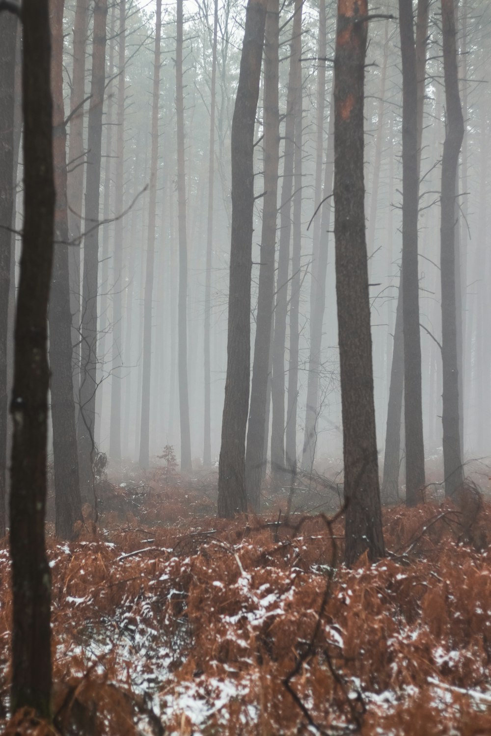 a forest filled with lots of trees covered in snow