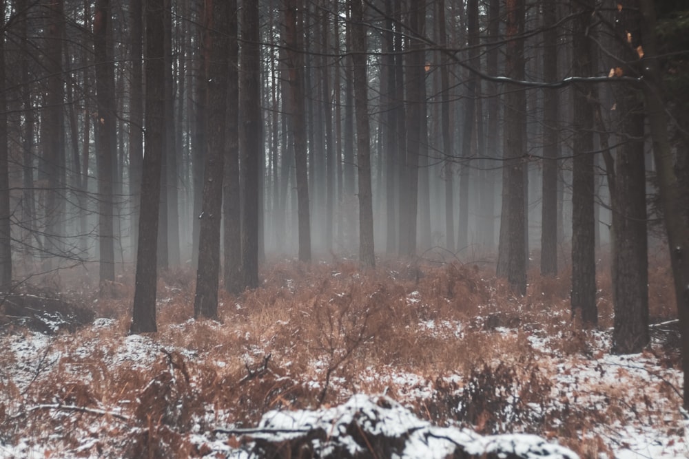 a forest filled with lots of tall trees covered in snow