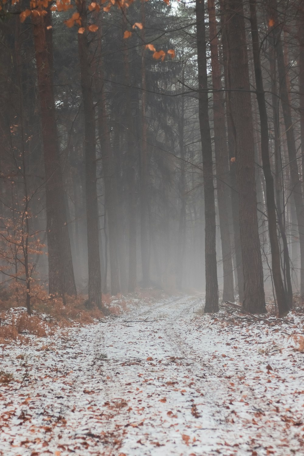 Un chemin dans les bois avec de la neige au sol