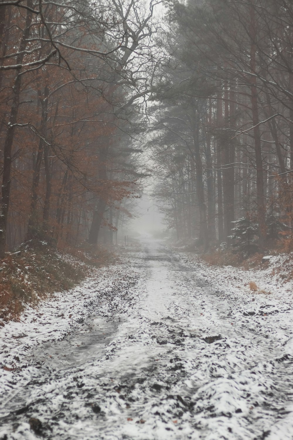 a snow covered road in the middle of a forest