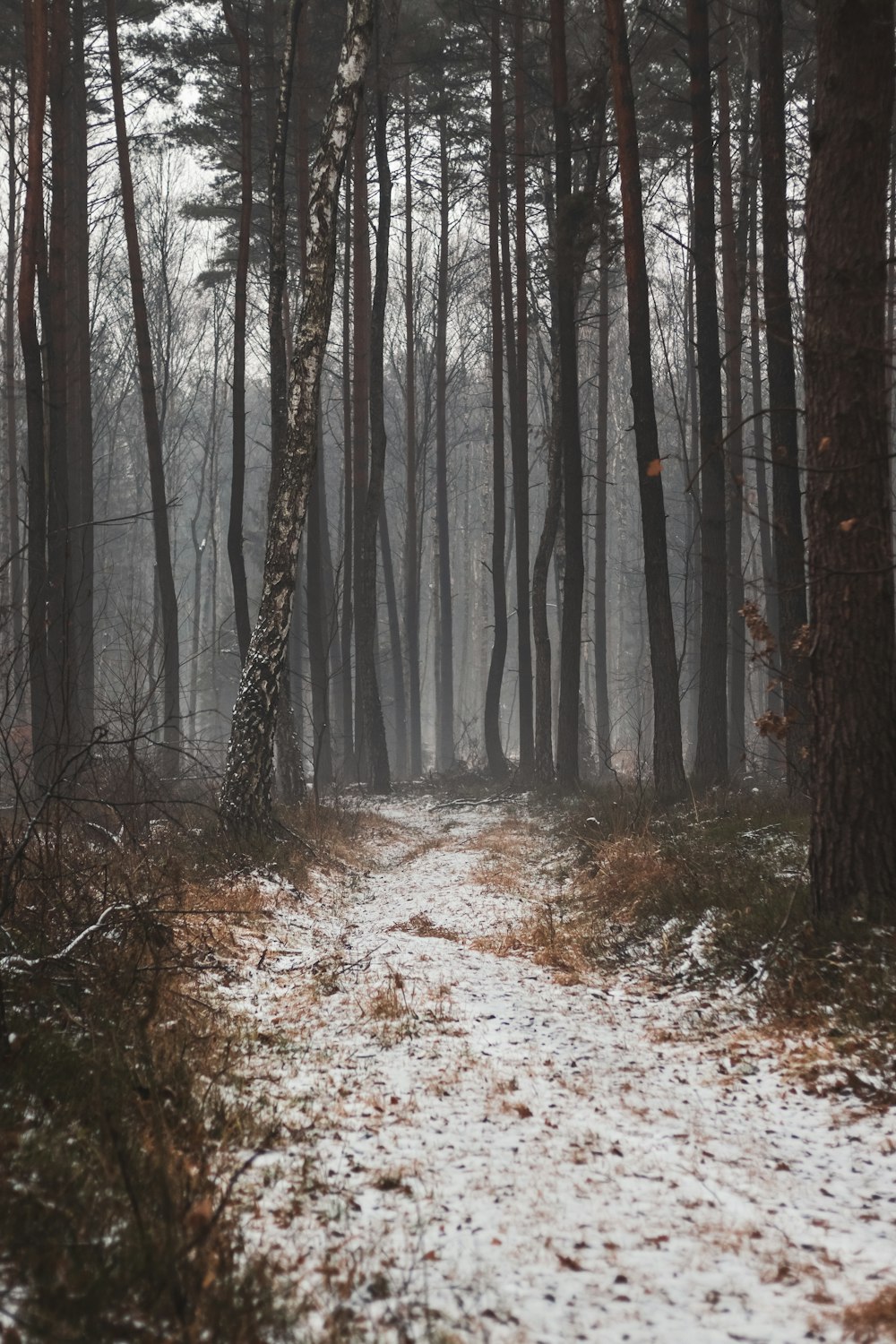 a path in the woods with snow on the ground