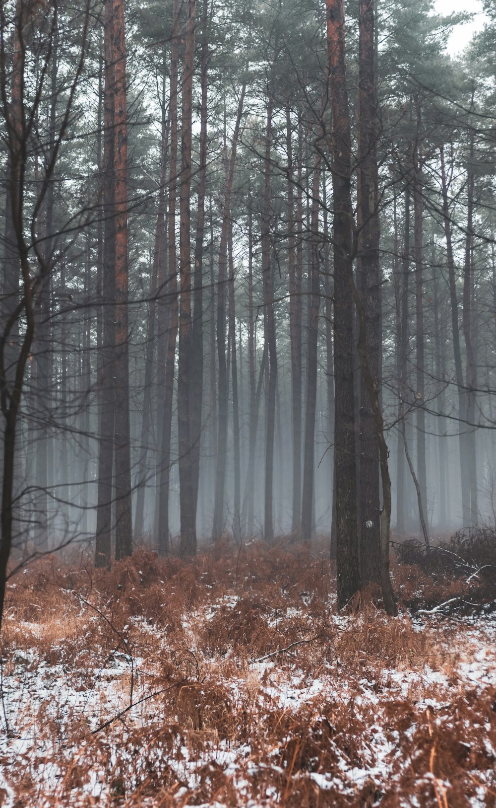 a forest filled with lots of trees covered in snow