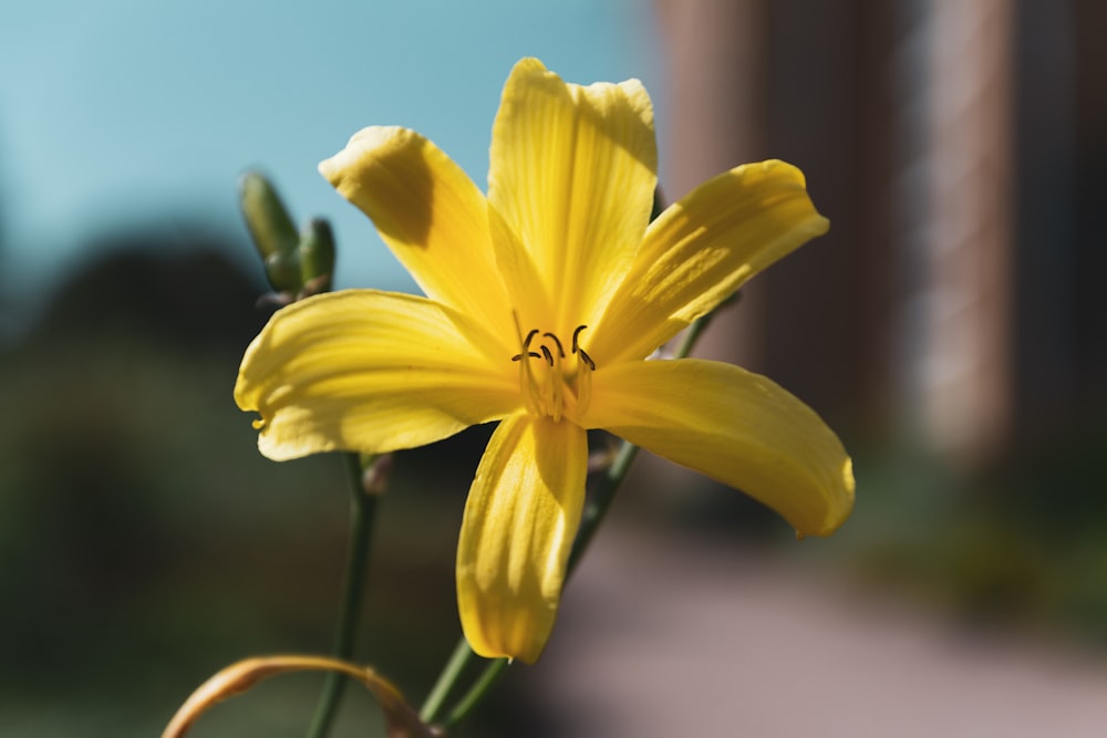 a close up of a yellow flower with a building in the background