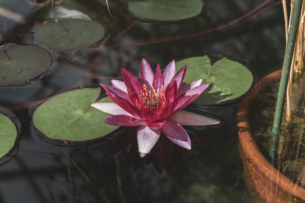 a pink water lily floating on top of a pond