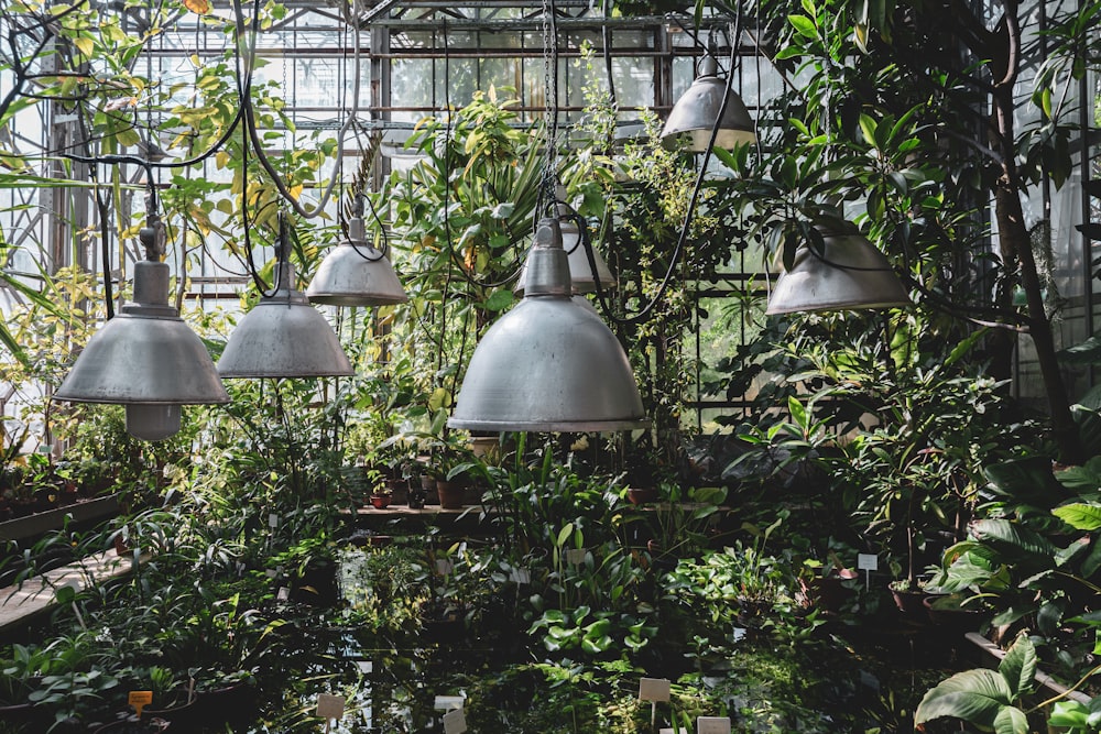 Una habitación llena de muchas plantas y luces colgantes