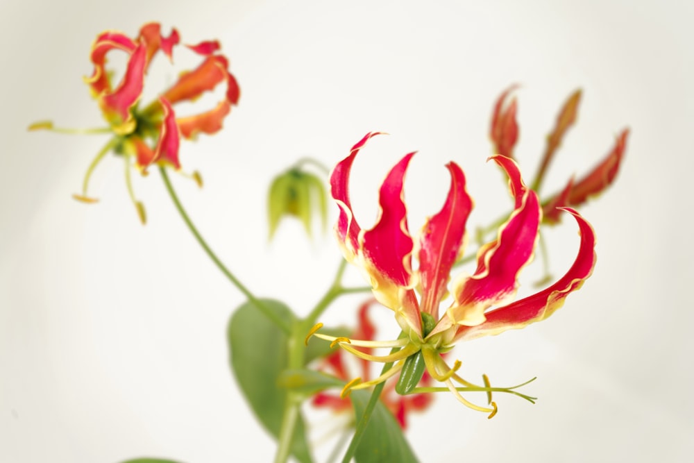 a close up of a flower with a white background