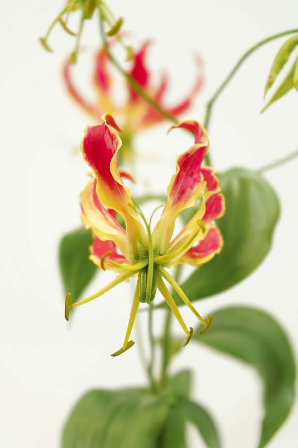 a close up of a flower in a vase