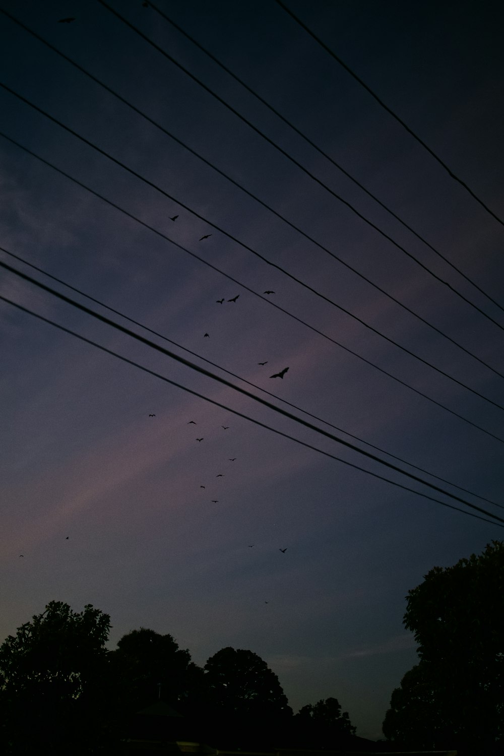 a flock of birds flying over power lines