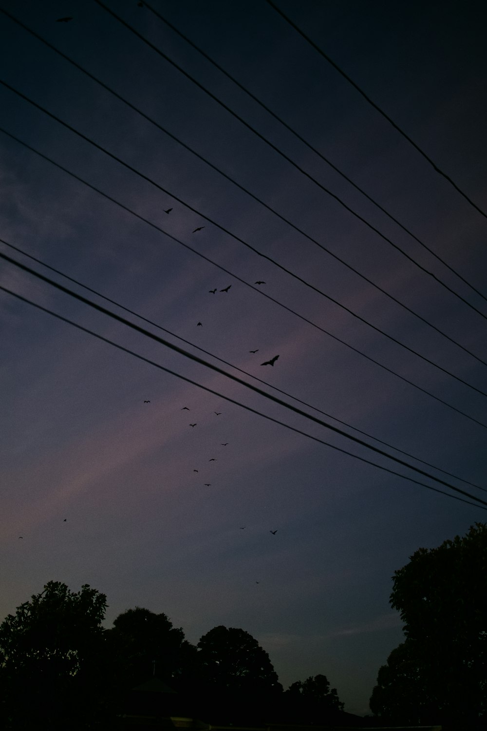 送電線の上を飛ぶ鳥の群れ