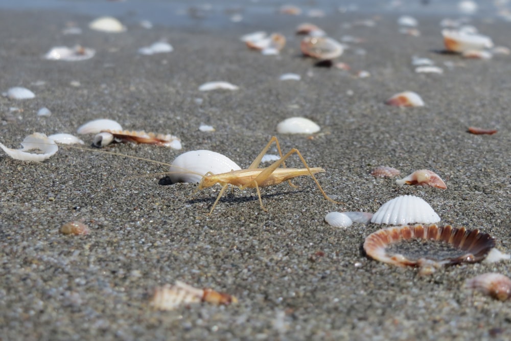Un granchio si siede sulla sabbia vicino alle conchiglie