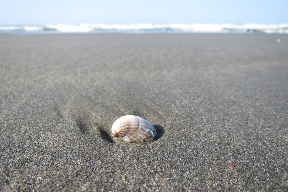 해변의 모래 위에 조개 껍질