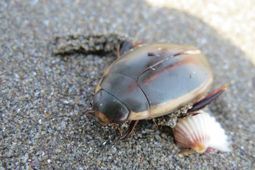 ein Käfer, der neben einer Muschel auf dem Boden kriecht