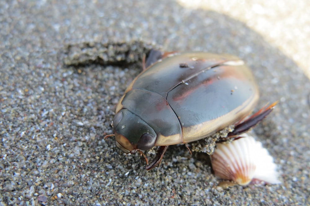 a bug crawling on the ground next to a shell