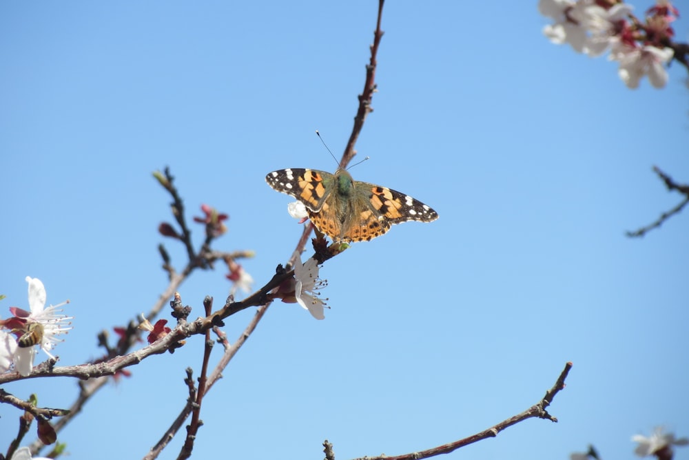 a butterfly sitting on top of a tree branch