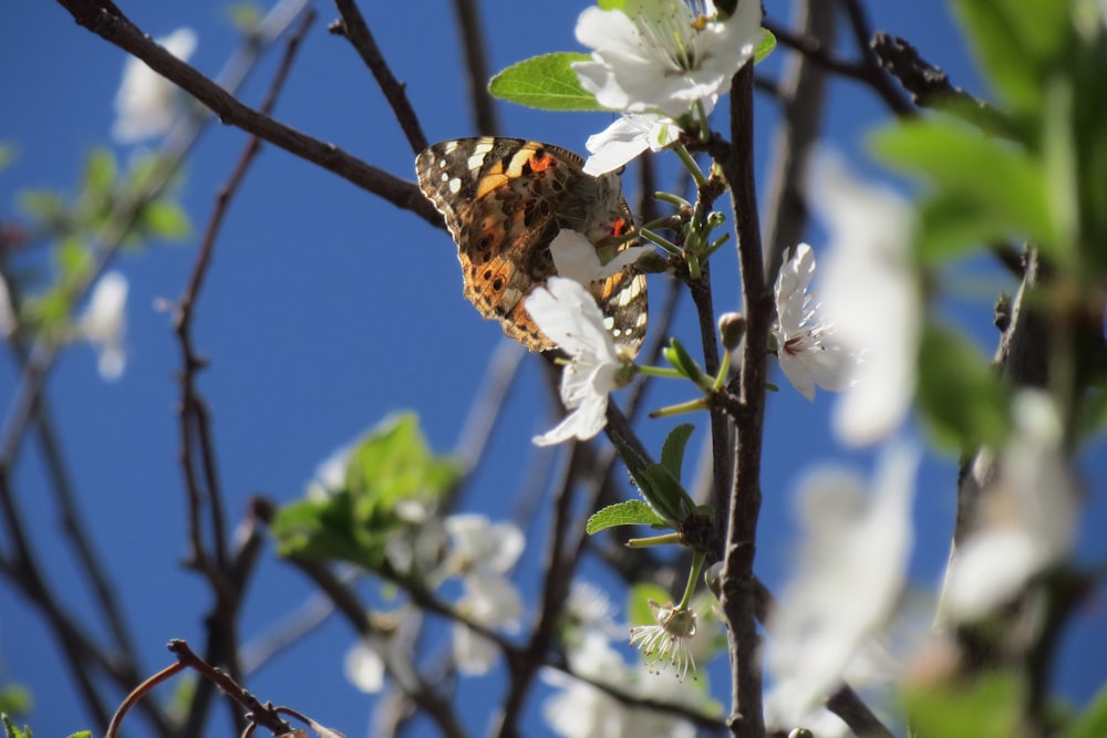 a butterfly sitting on a branch of a tree