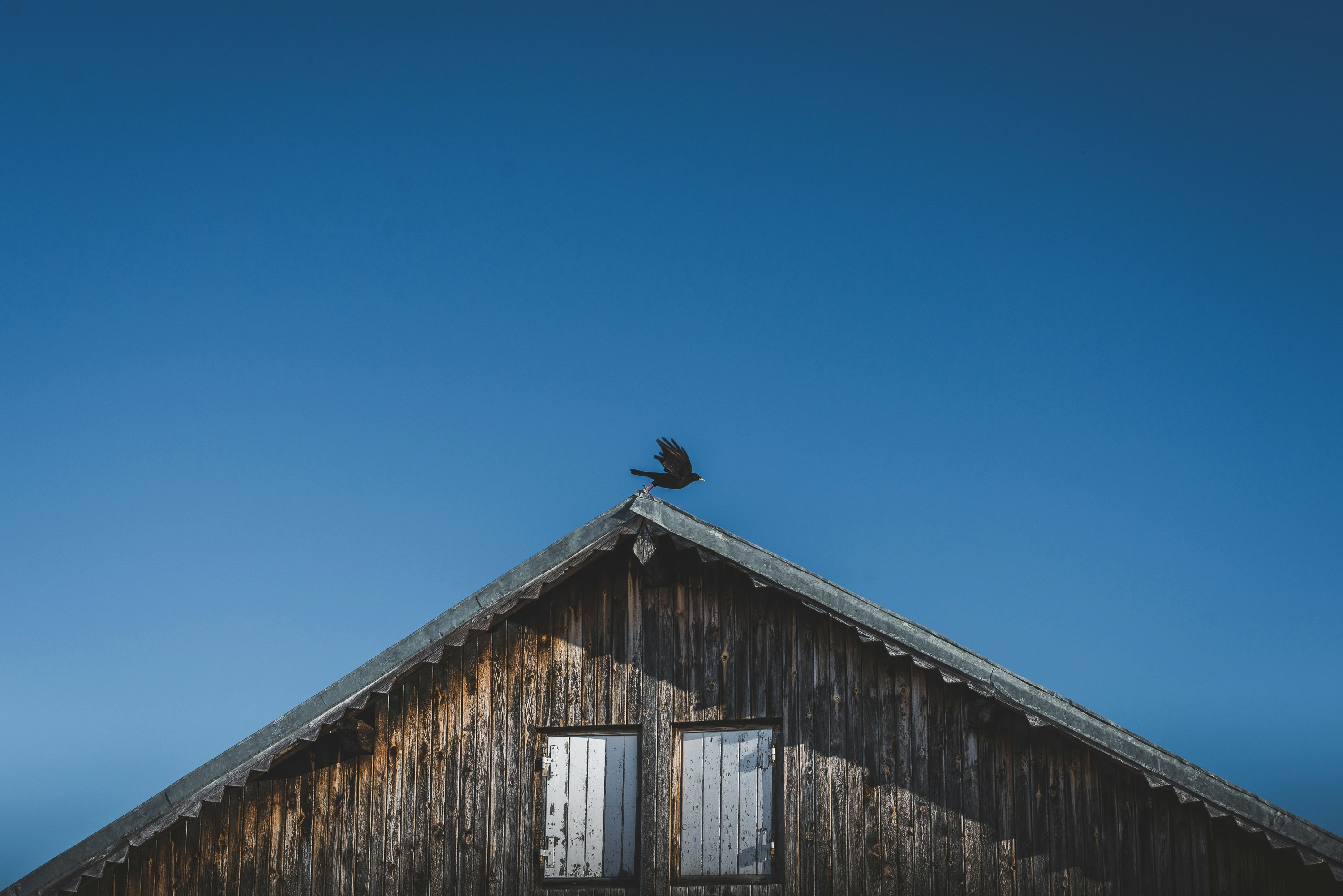 木造の建物の上に座っている鳥