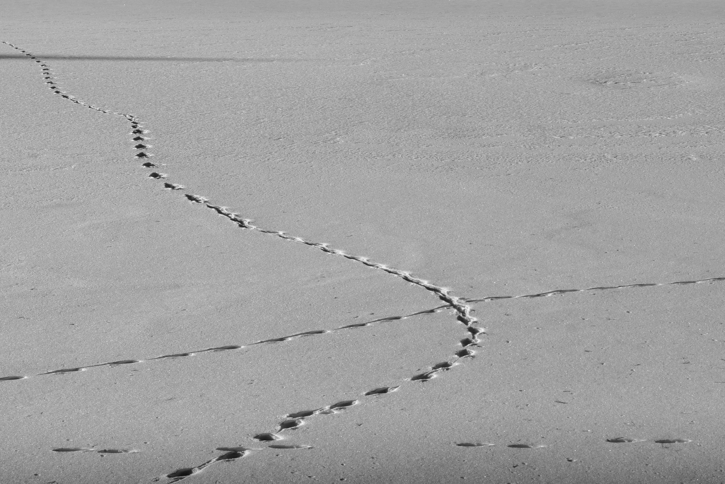 a black and white photo of tracks in the sand