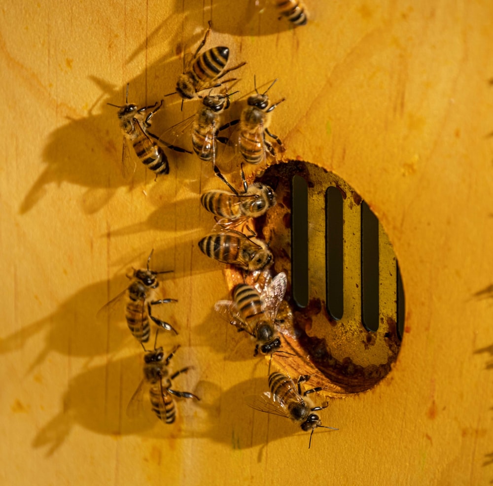 a bunch of bees that are on a table