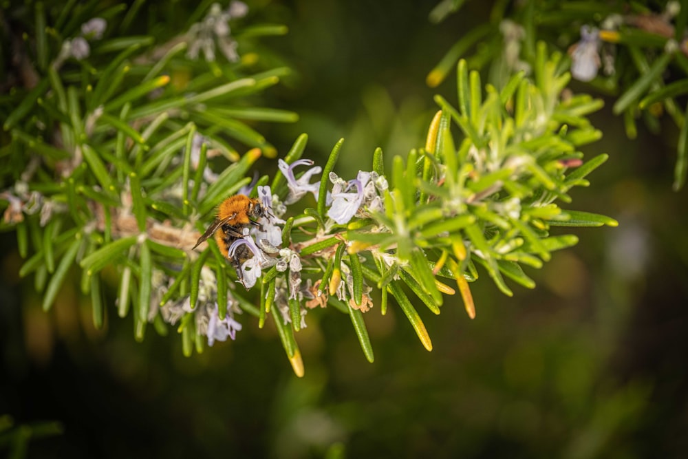 a close up of a tree with a bug on it